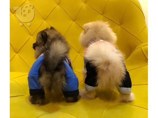 PoulaTo: Pomeranian